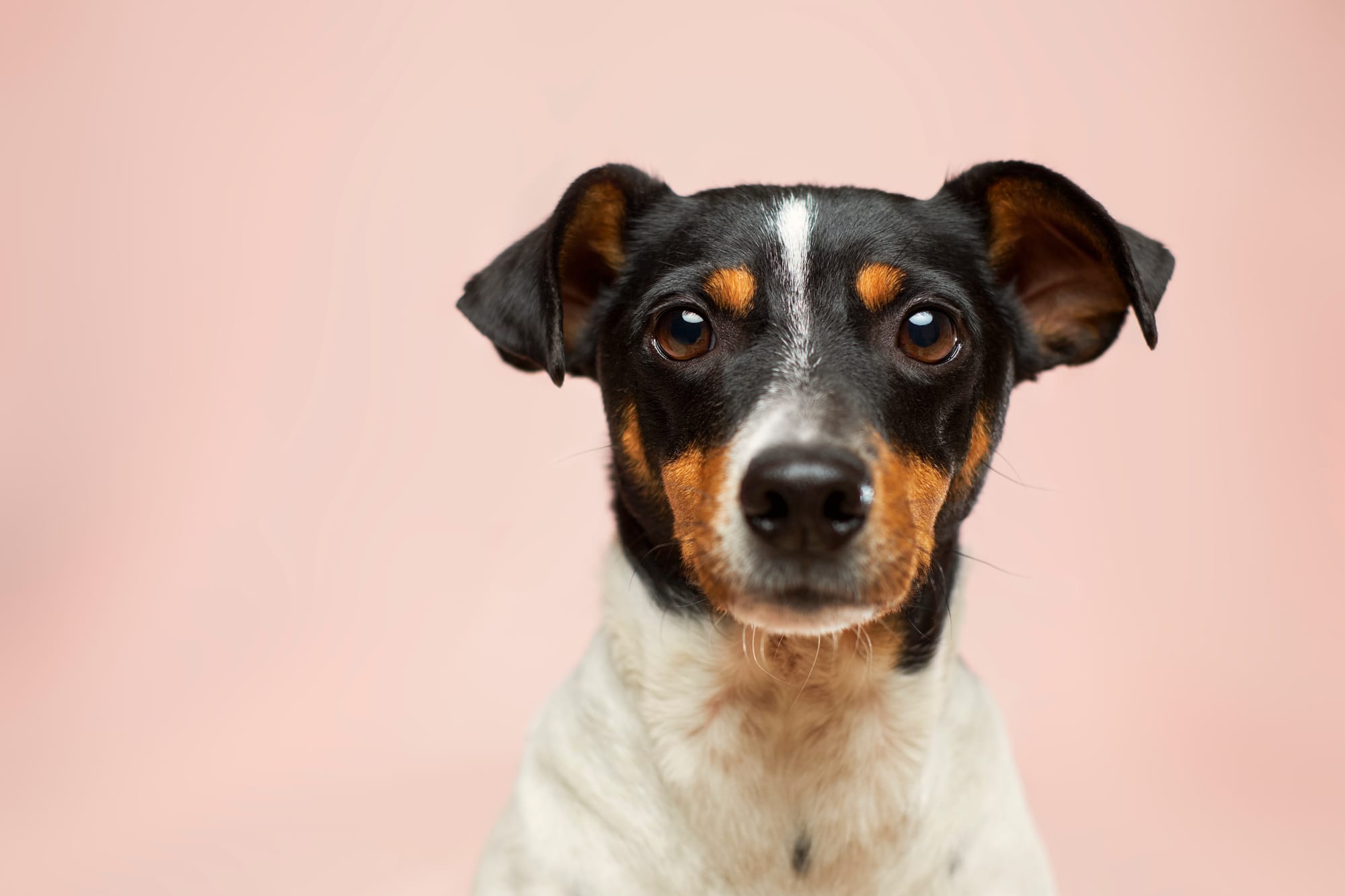 Our most popular pets