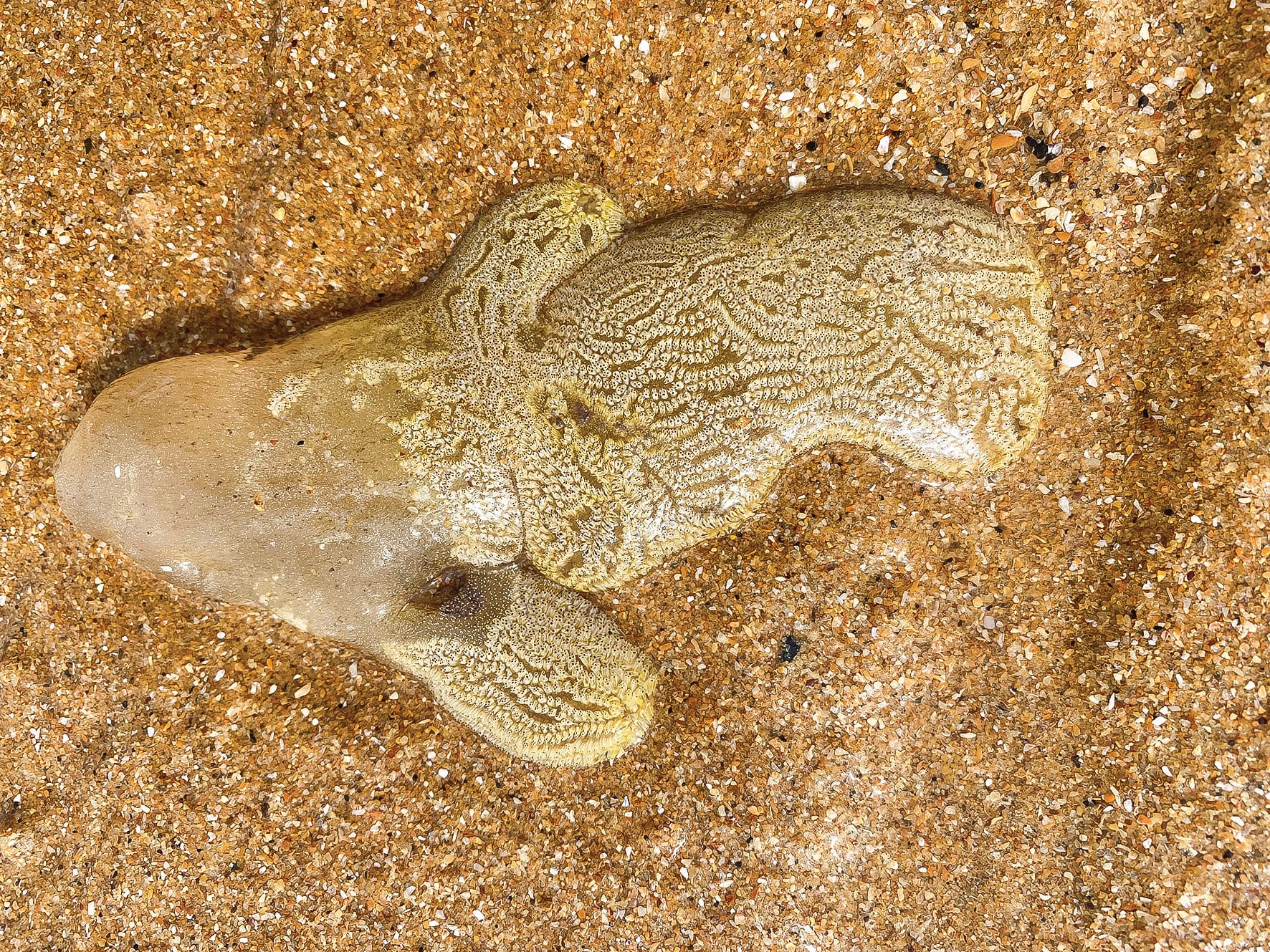 Another weird beach blob