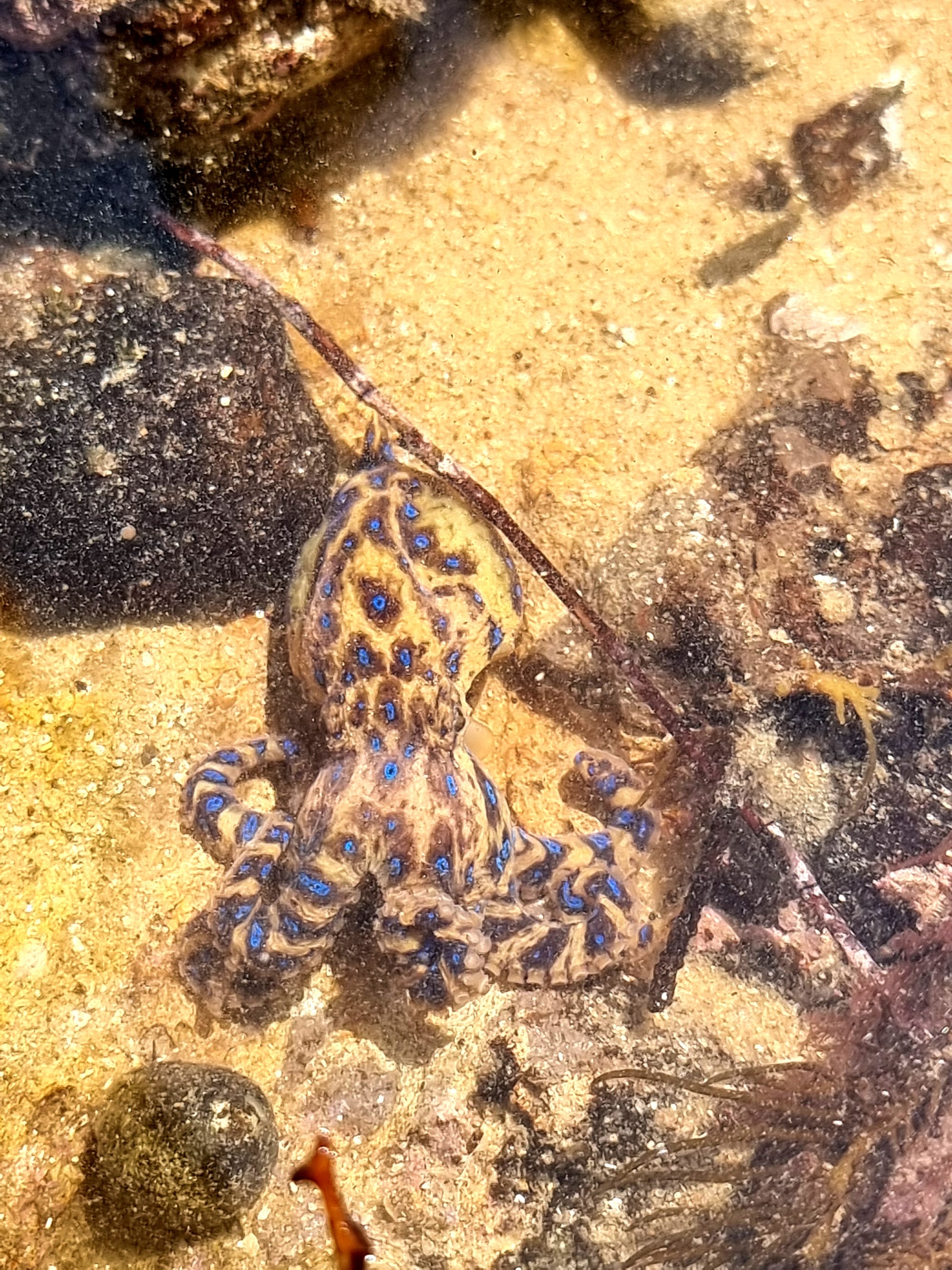 A Marine Mili series: Deadly, yet misunderstood