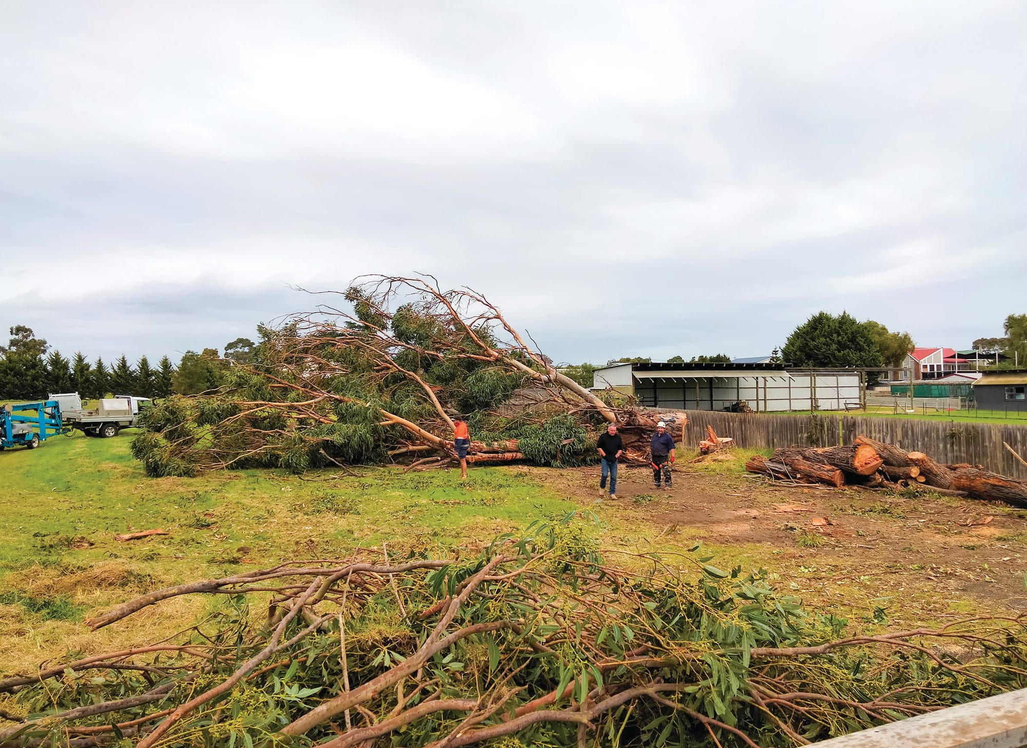 Huge Cowes’ gums felled - “Profits rule over environment”