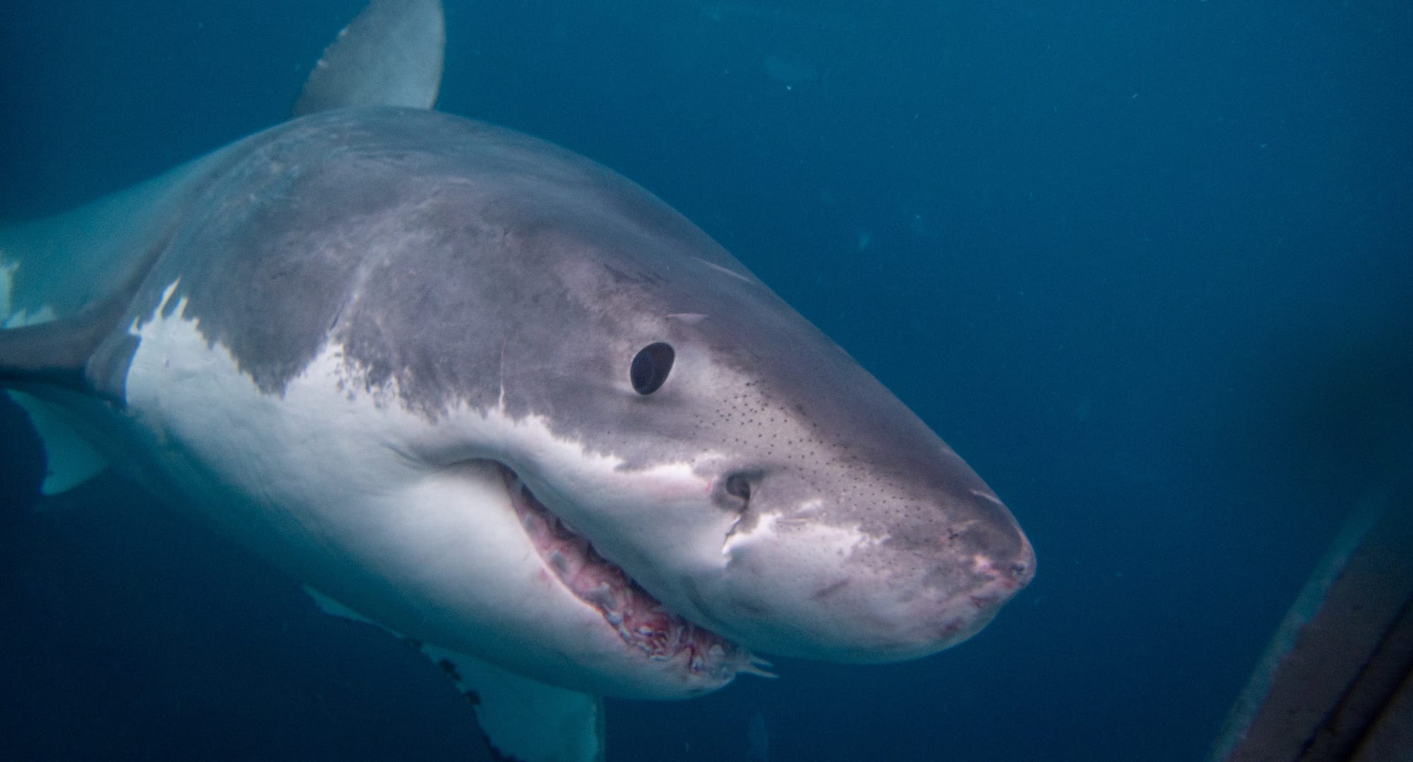 A Marine Mili series: Apex predators of the deep