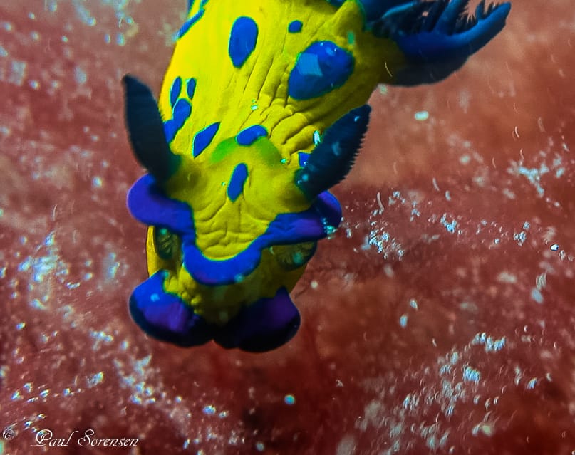 A Marine Mili series: Little ocean gems