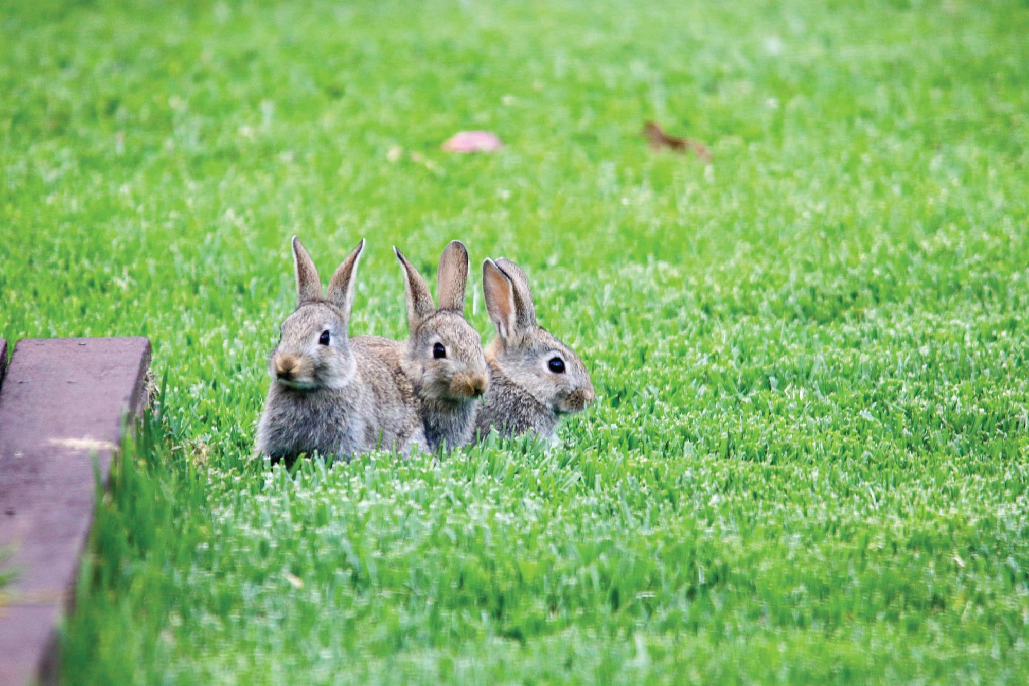 Breeding like, well, rabbits