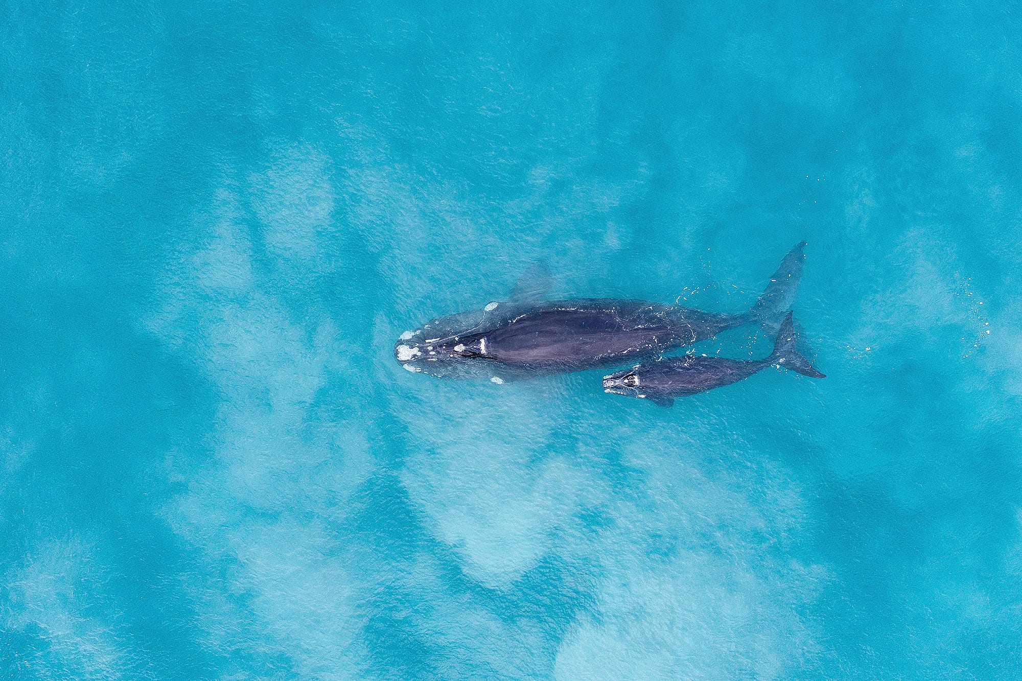 Victoria’s whales are back