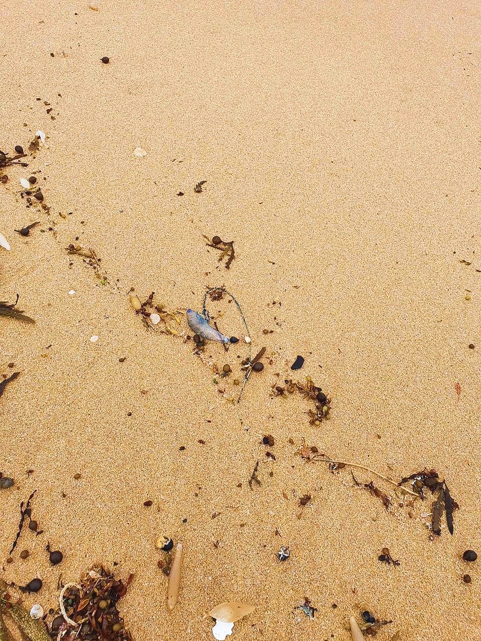 Bluebottle warning for beach goers