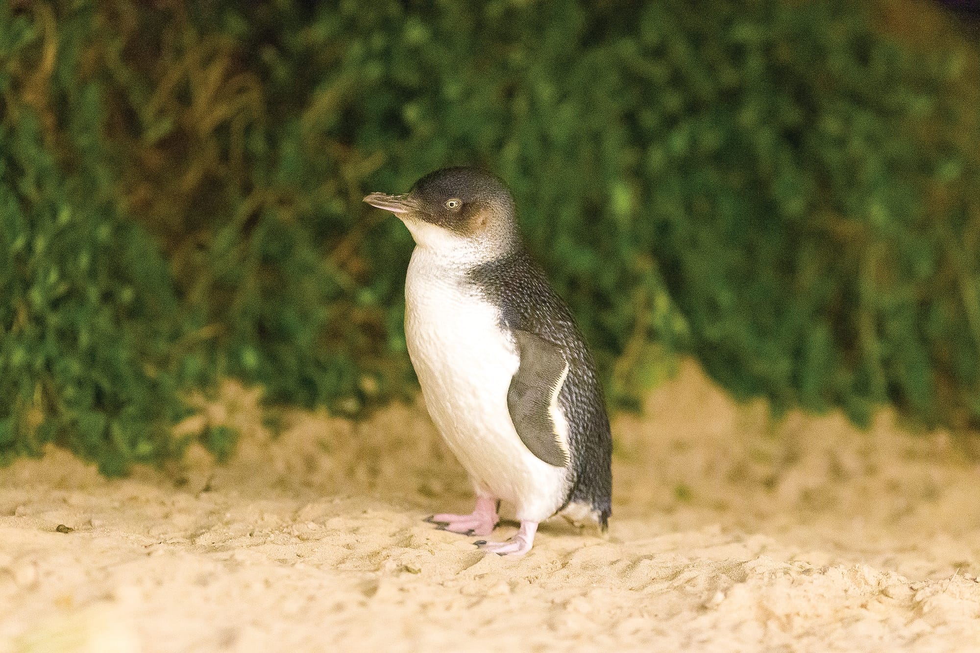 Penguins safe from diesel spill