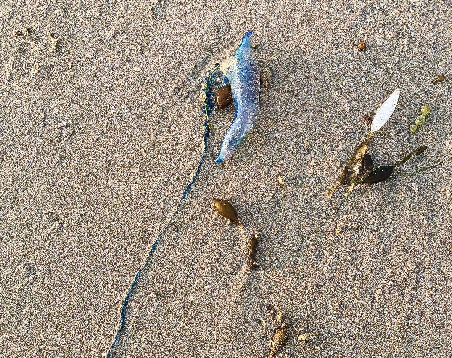 Bluebottle warning