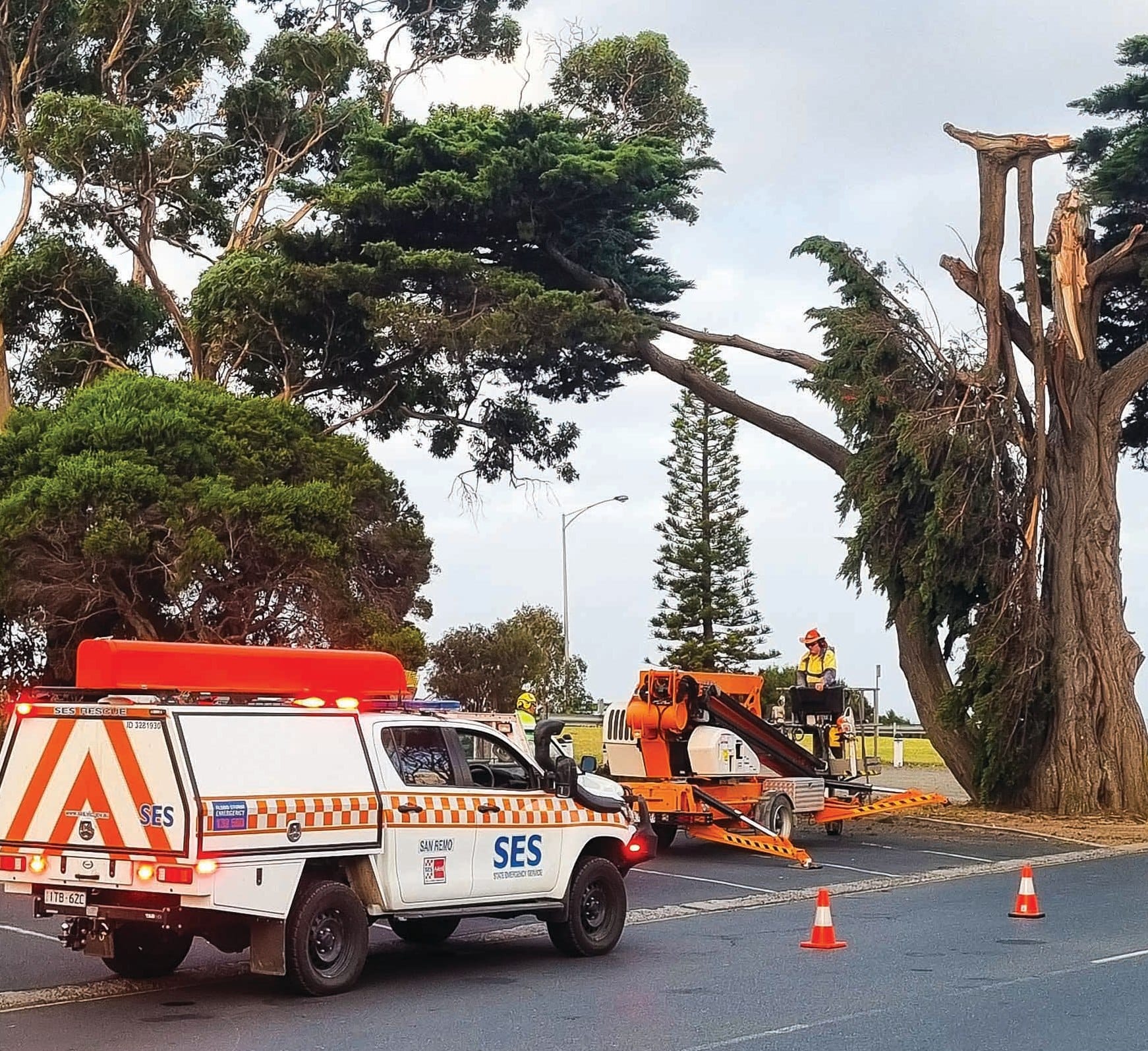 Tree trouble at San Remo … again