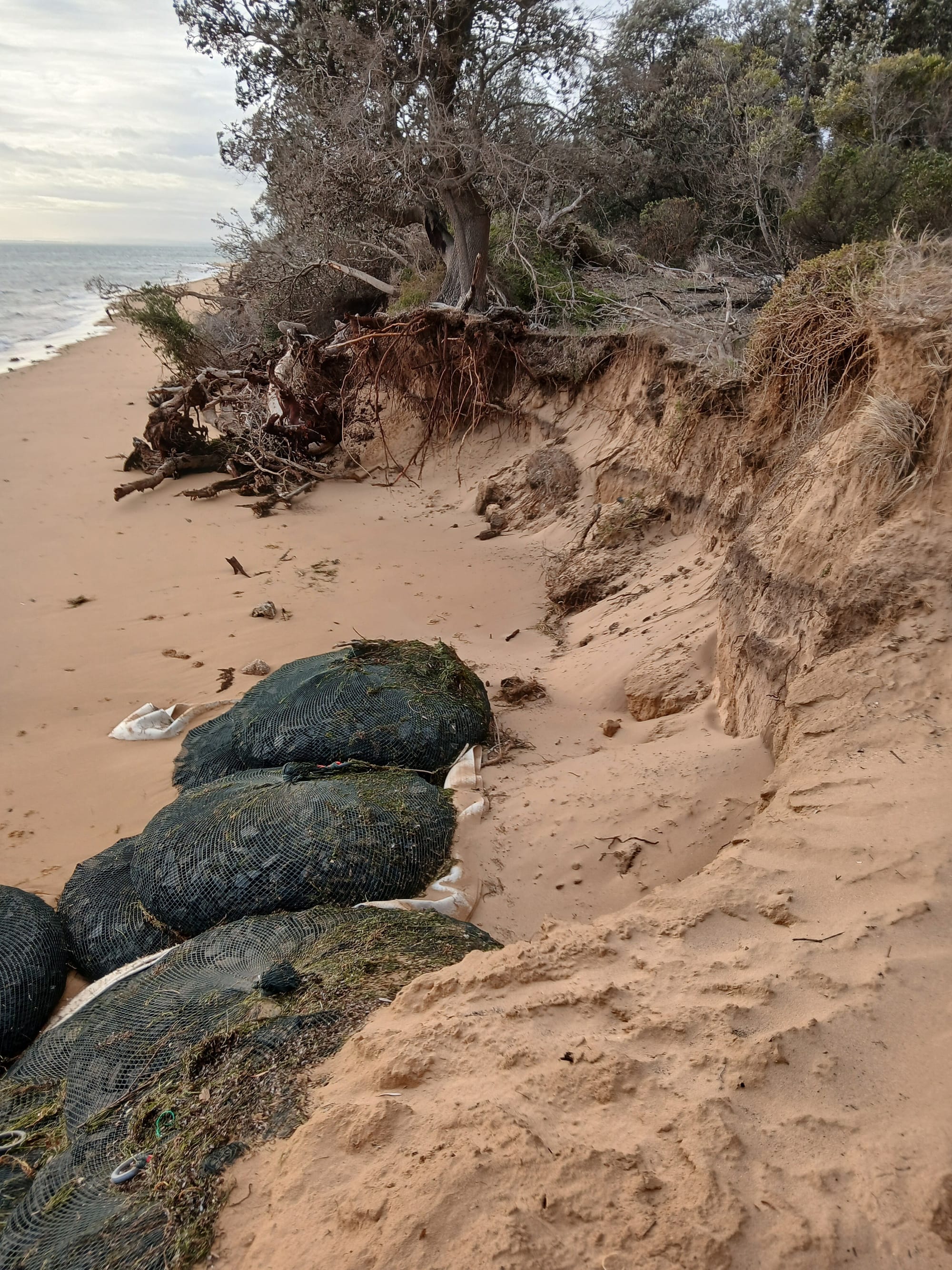 Silverleaves hit by sea surge
