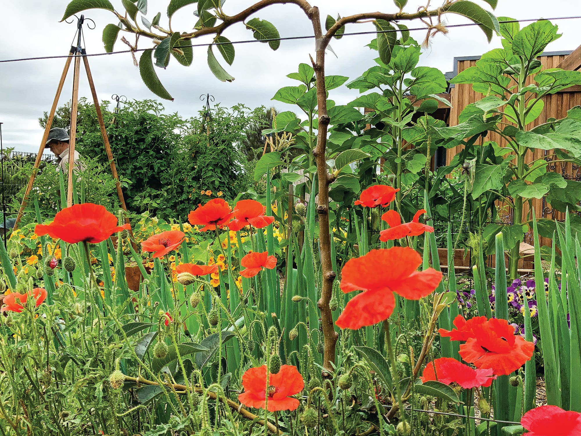 Edible Gardens return