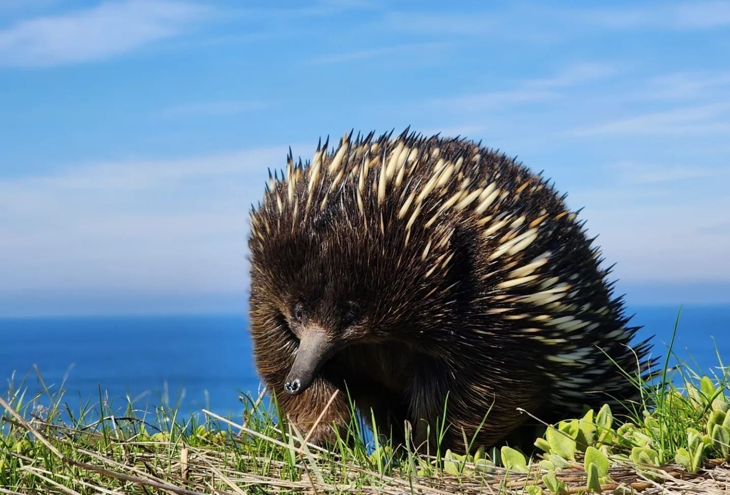 A close echidna encounter