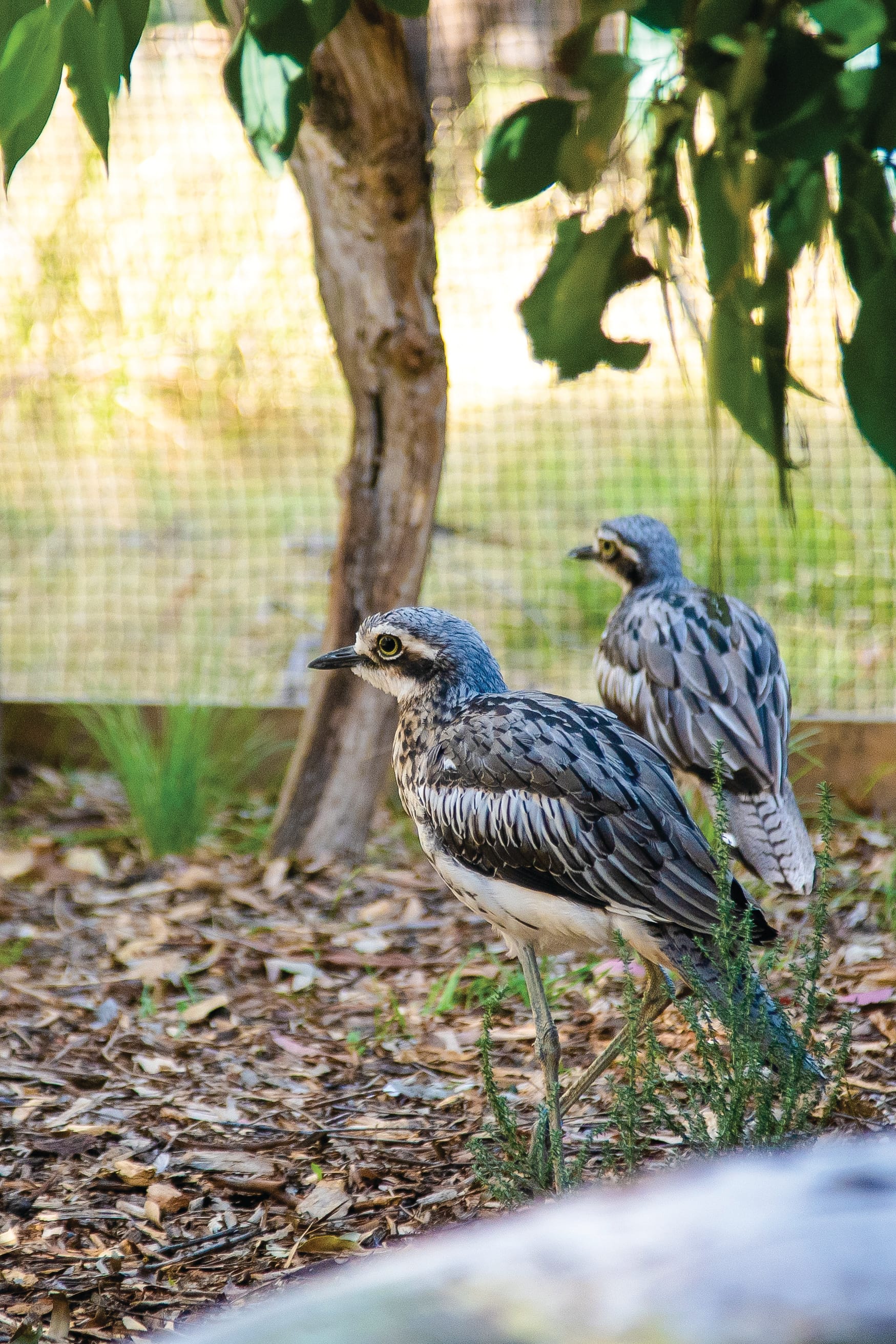 Help bring back bush stone-curlews