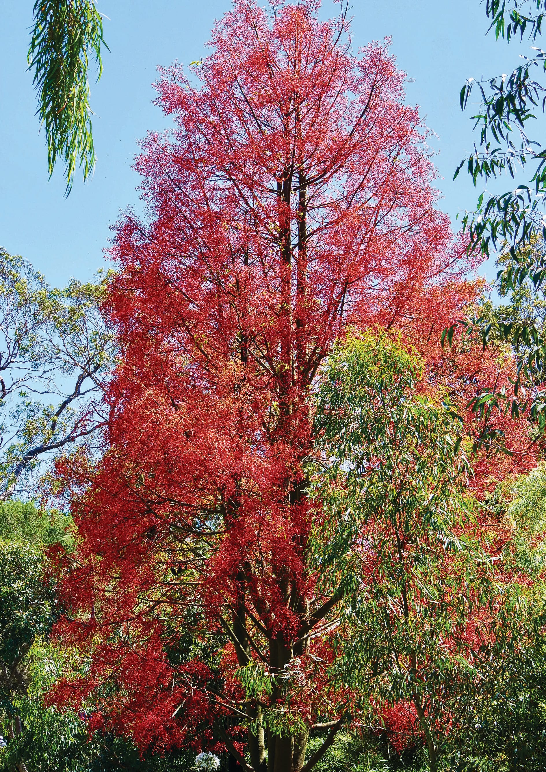 Flaming beauty!