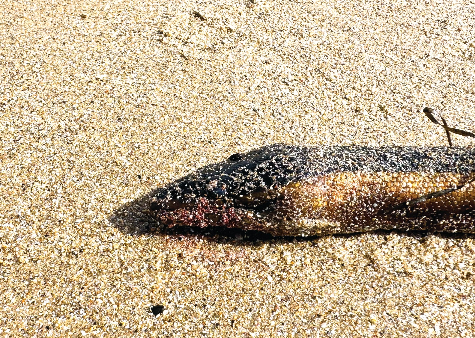 Snakes on a beach