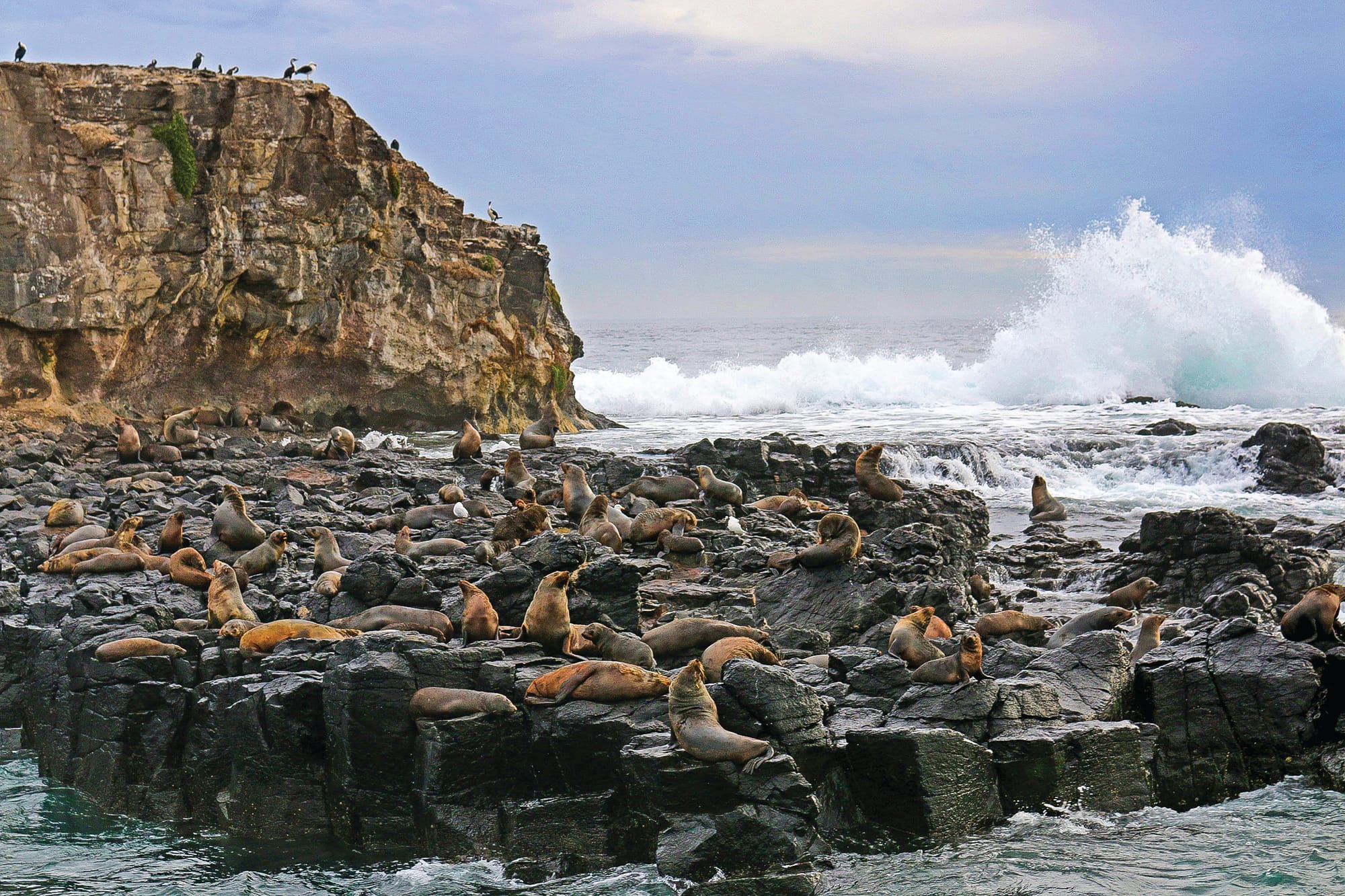Researchers need your help to protect our Australian fur seals