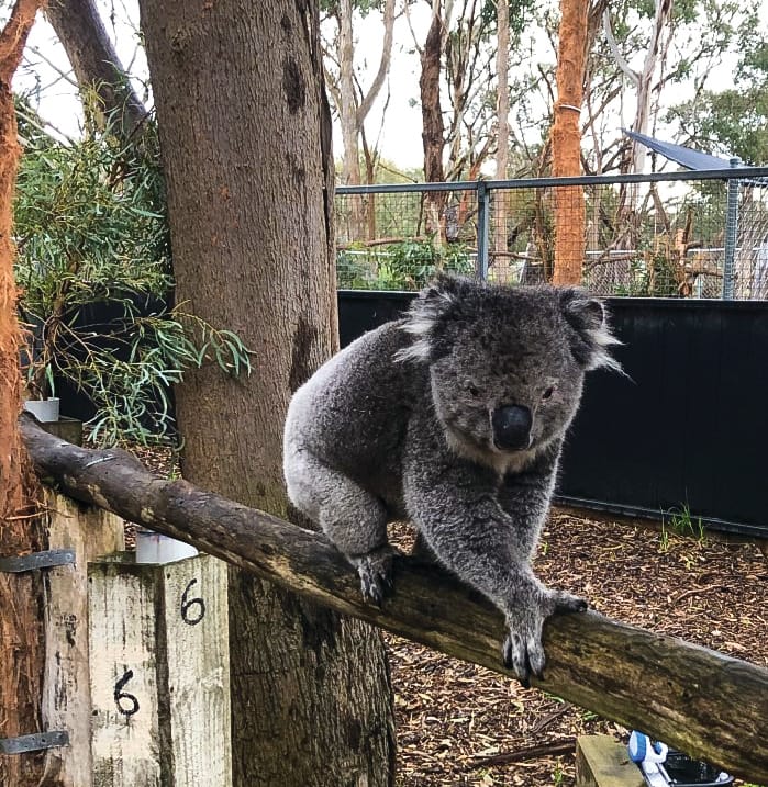 Roger remains after koala relocation