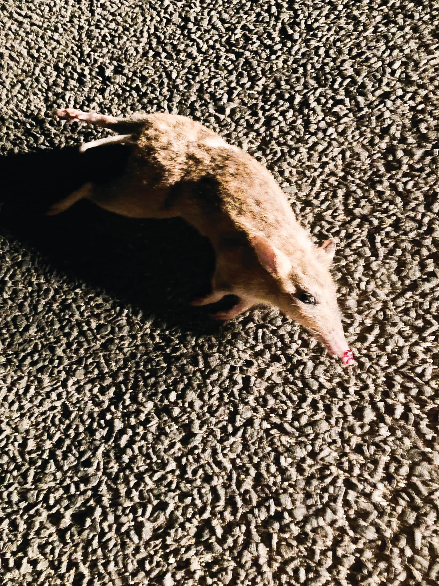 Grim bandicoot toll
