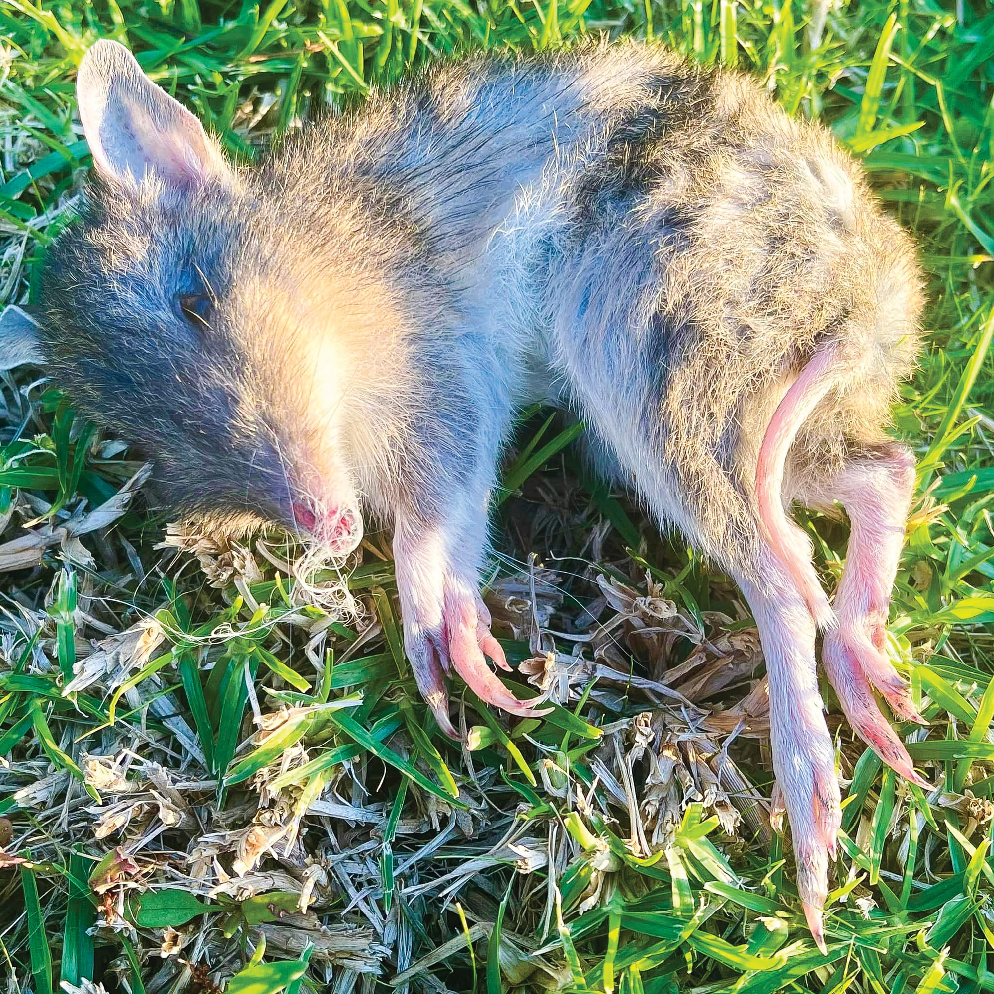 Cat owners unite to help wildlife