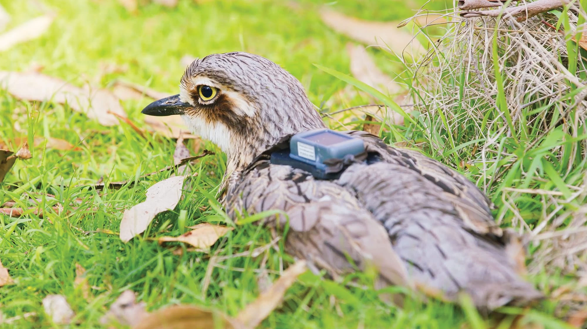 More critically-endangered birds to be released, roadkill the biggest threat