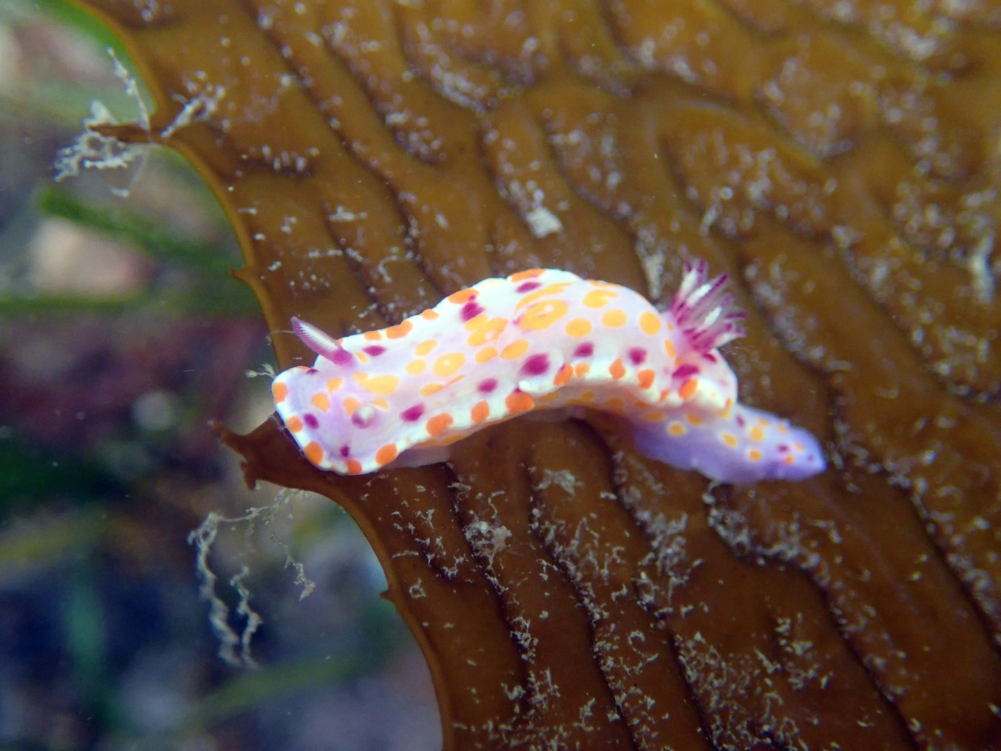 Protect our nudis