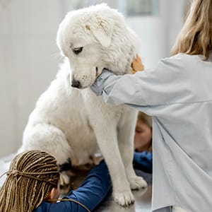 Doggy Day Care