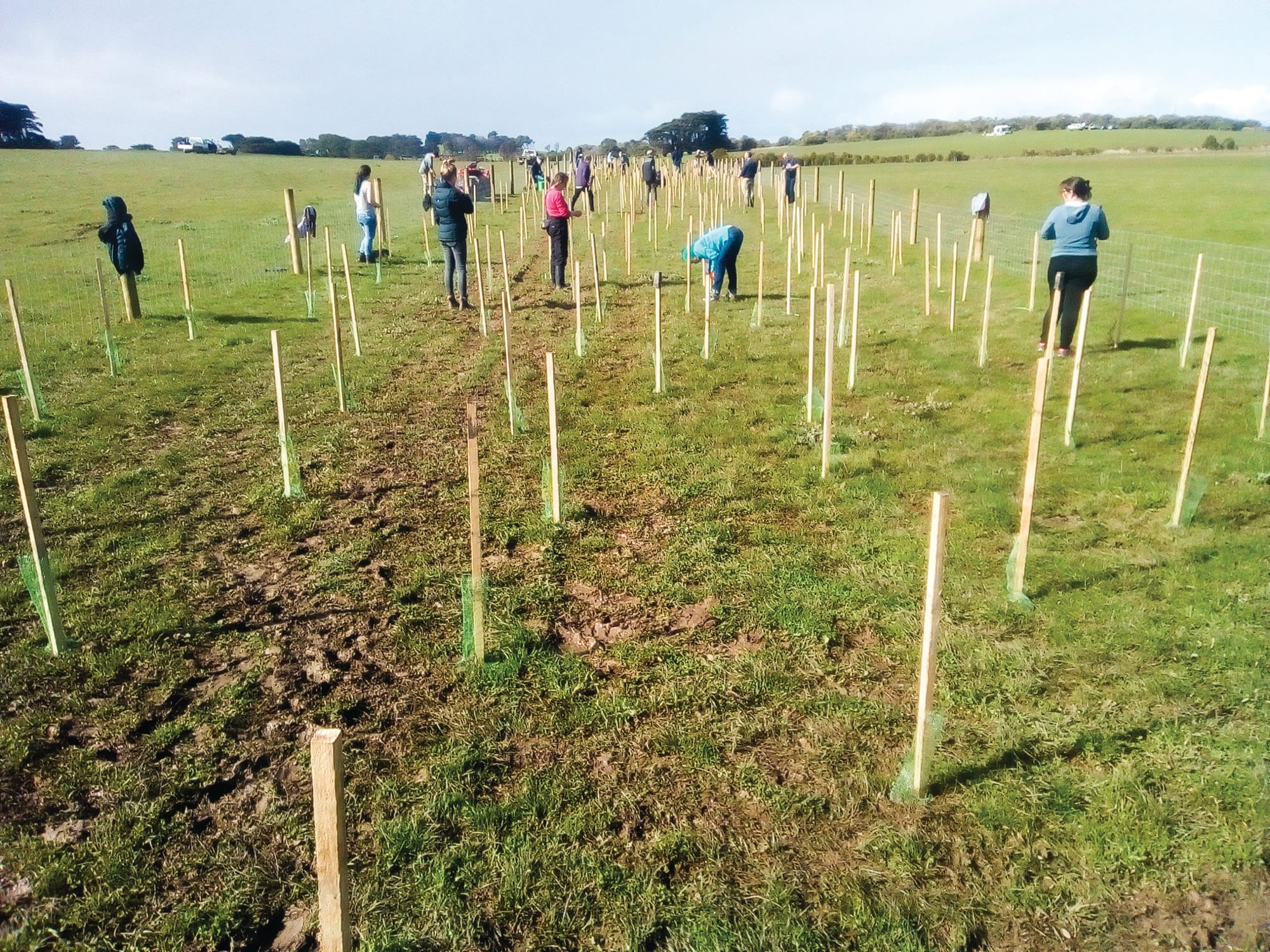 Reducing plant predation pressures on Phillip Island