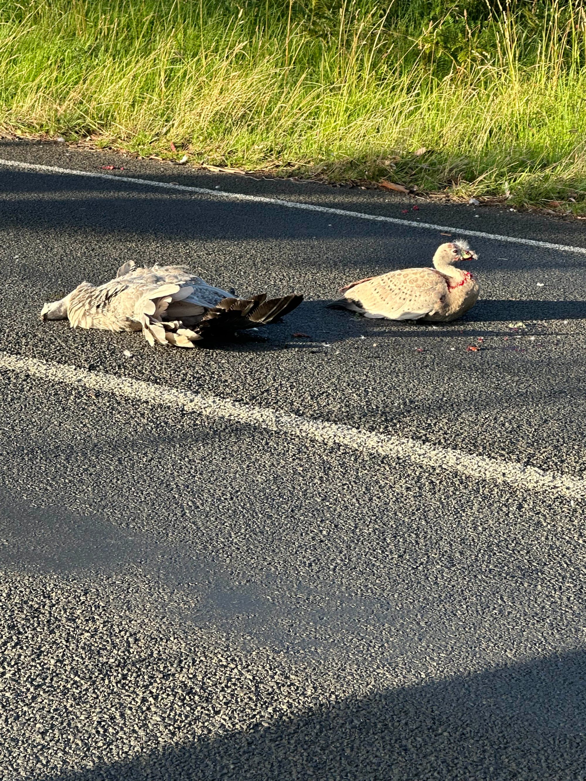 Wildlife road toll deadly start to new year