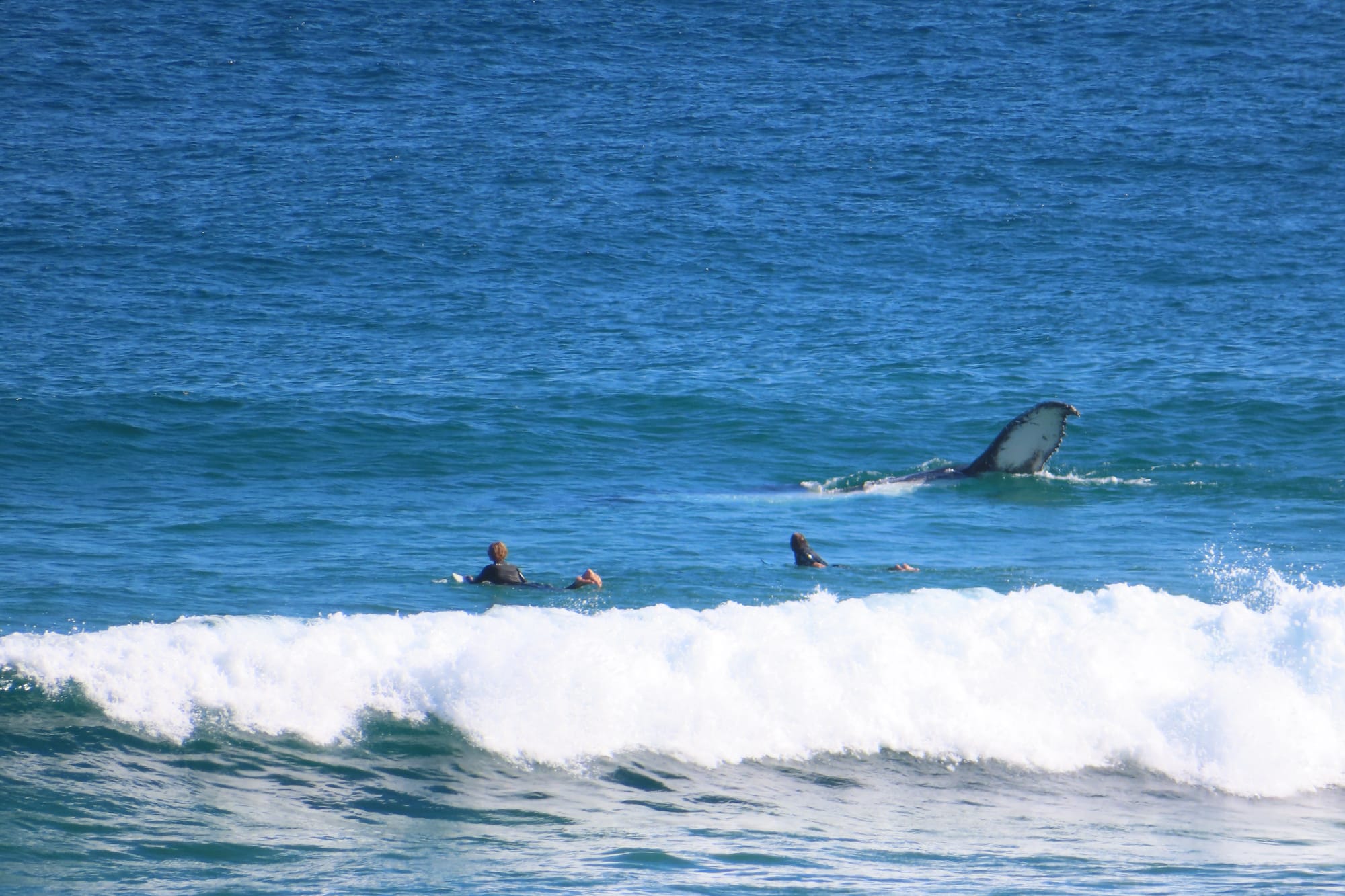 From Wales to whales