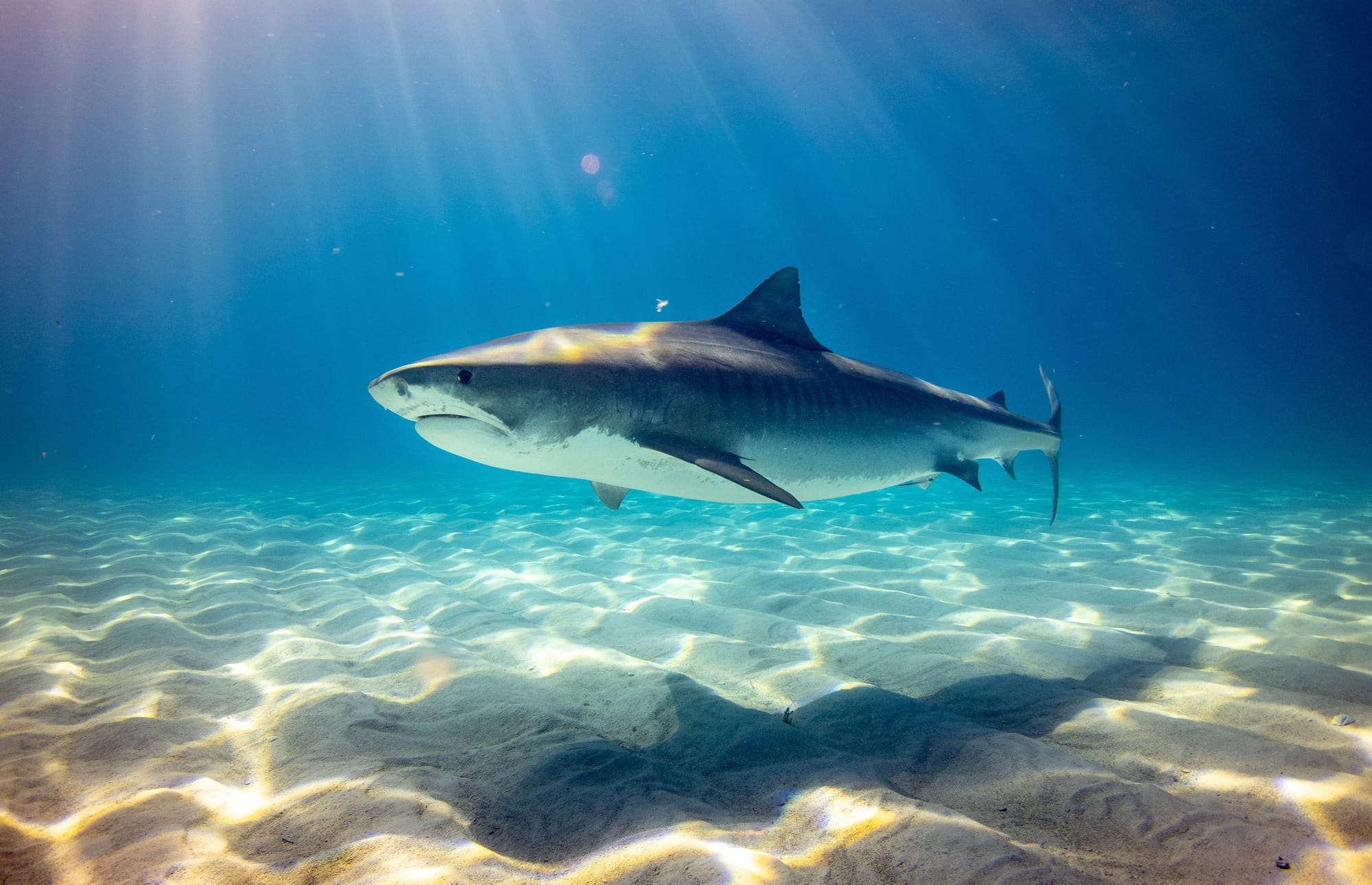 Shark sightings continue