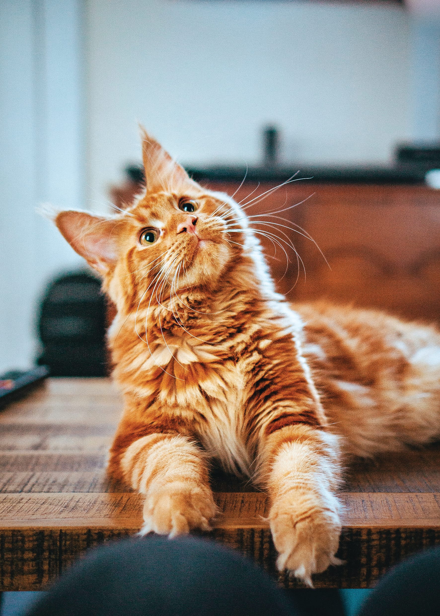 Cat curfew to be introduced