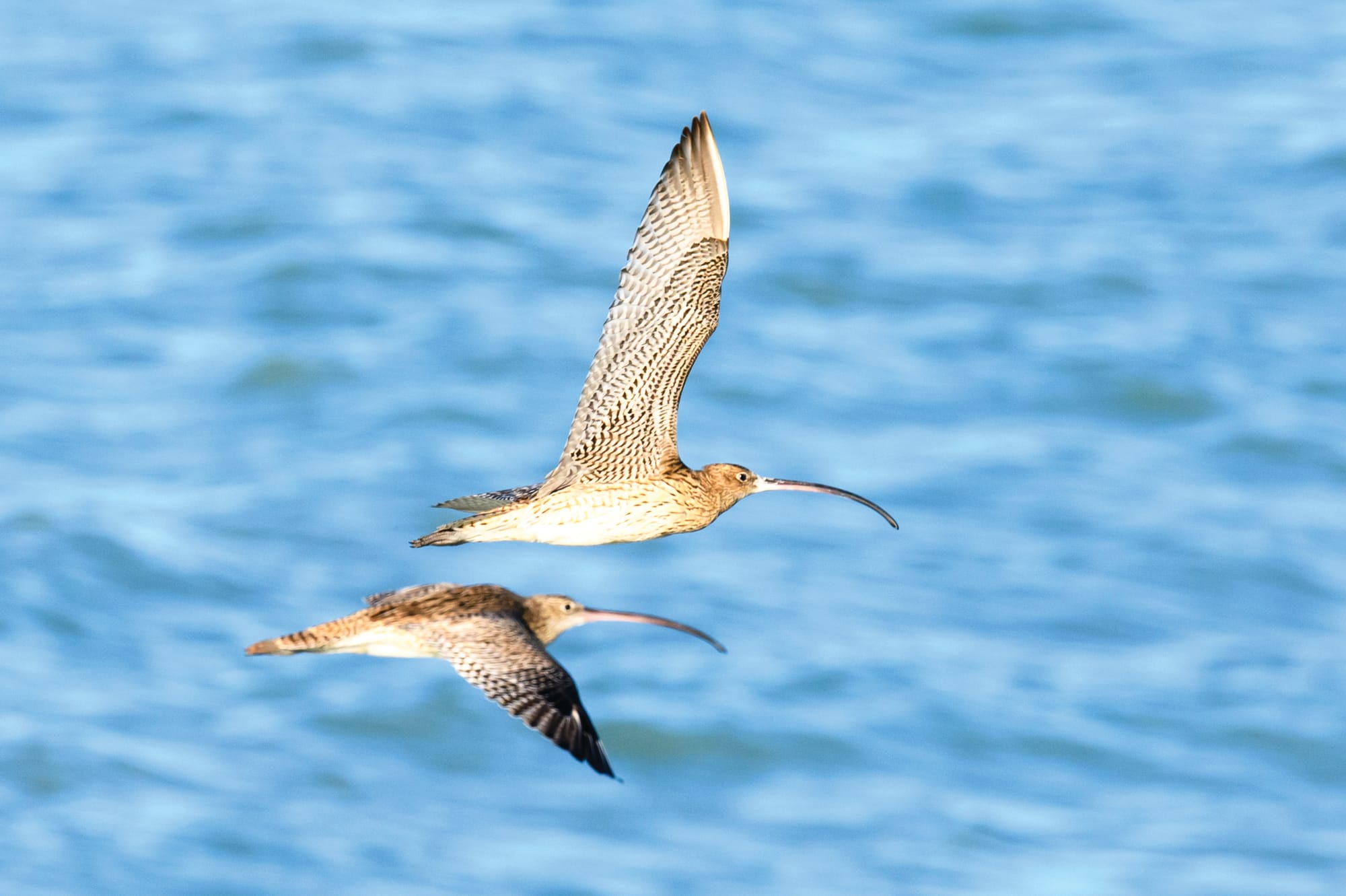 Western Port admitted to World biosphere network
