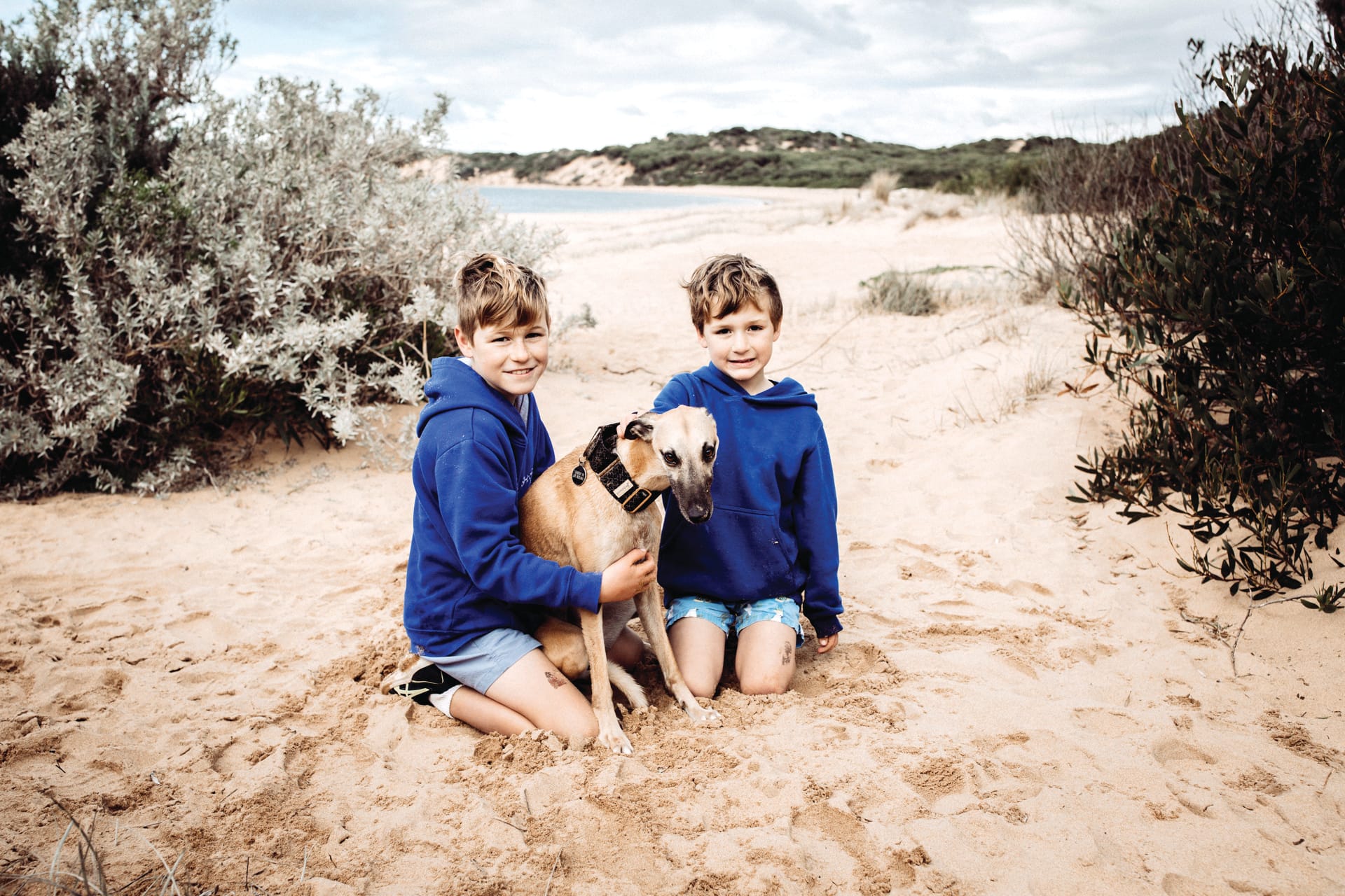 Dog owners respond to DAMP