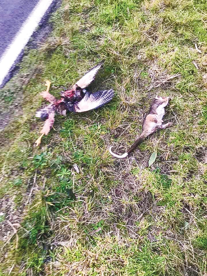 Roadkill deaths mount, ahead of speed review