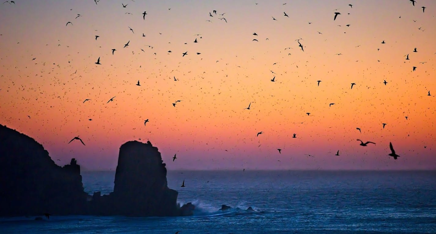 Mass mortality of birds, mammals expected