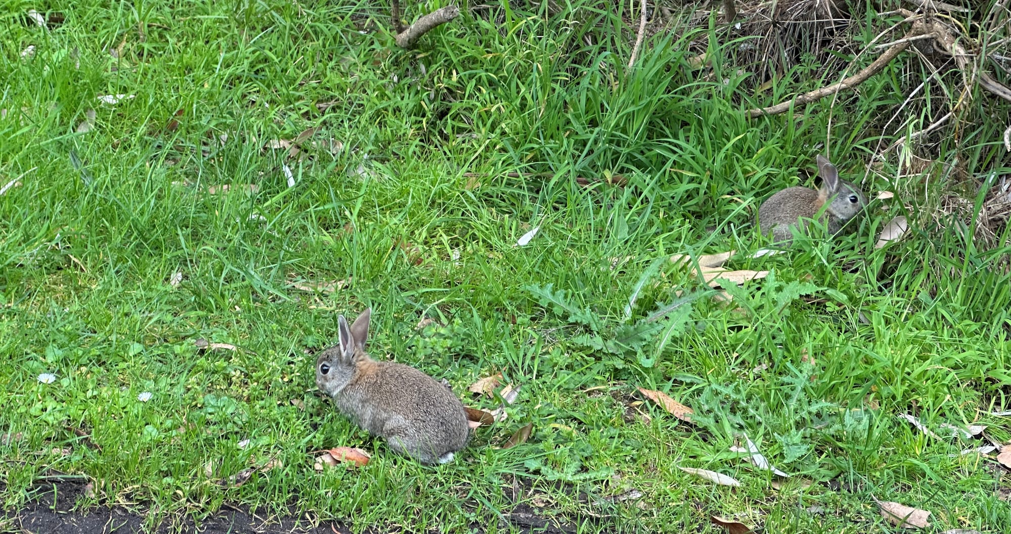 War on rabbits declared
