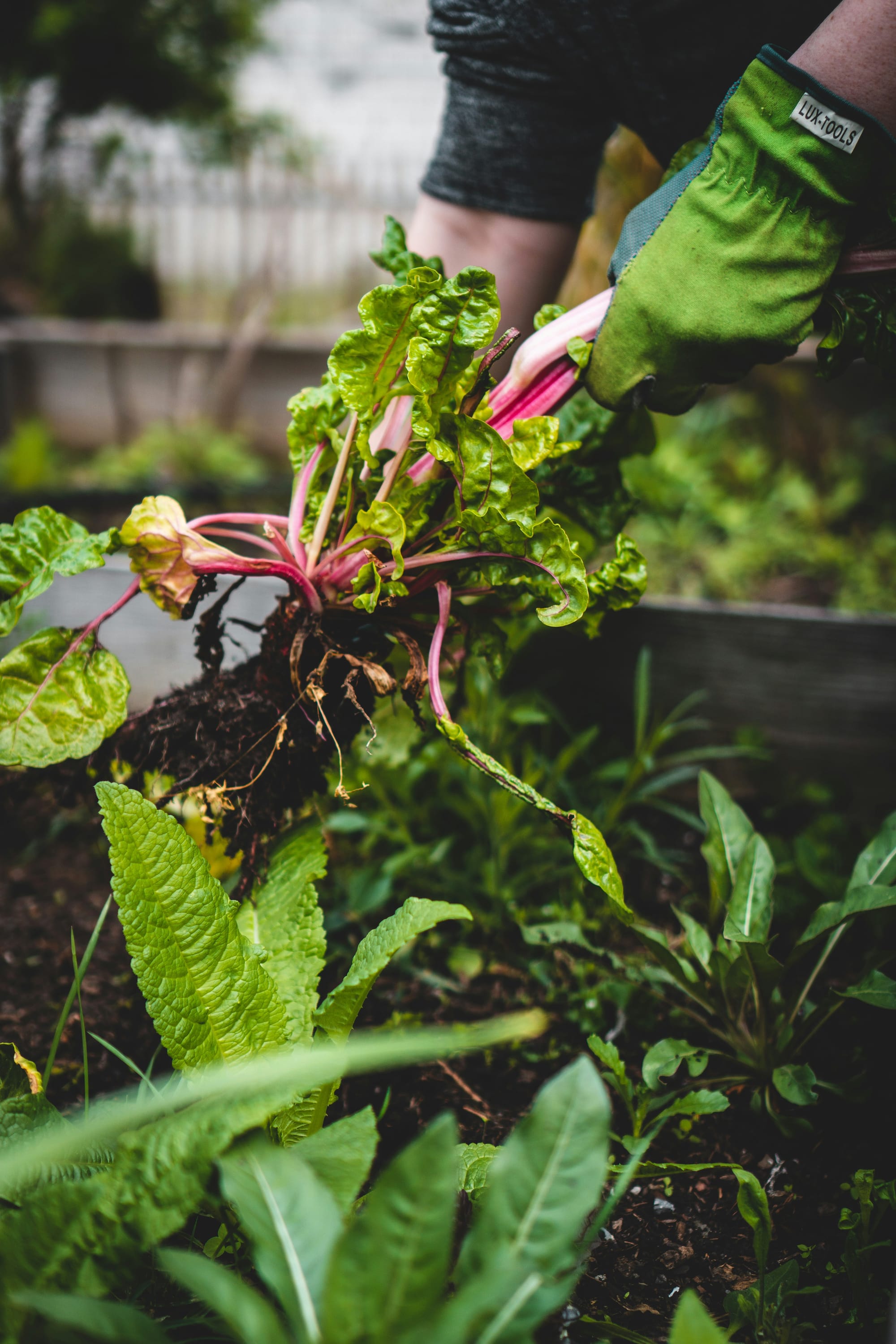 Garden Gems - Healthy Soils