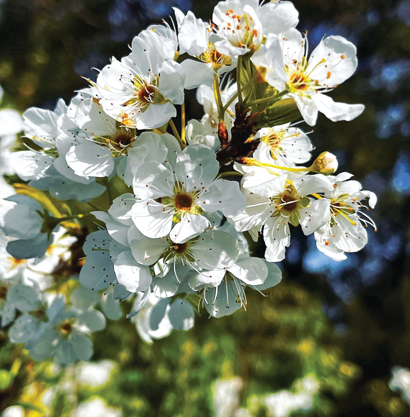 Edible Gardens Weekend