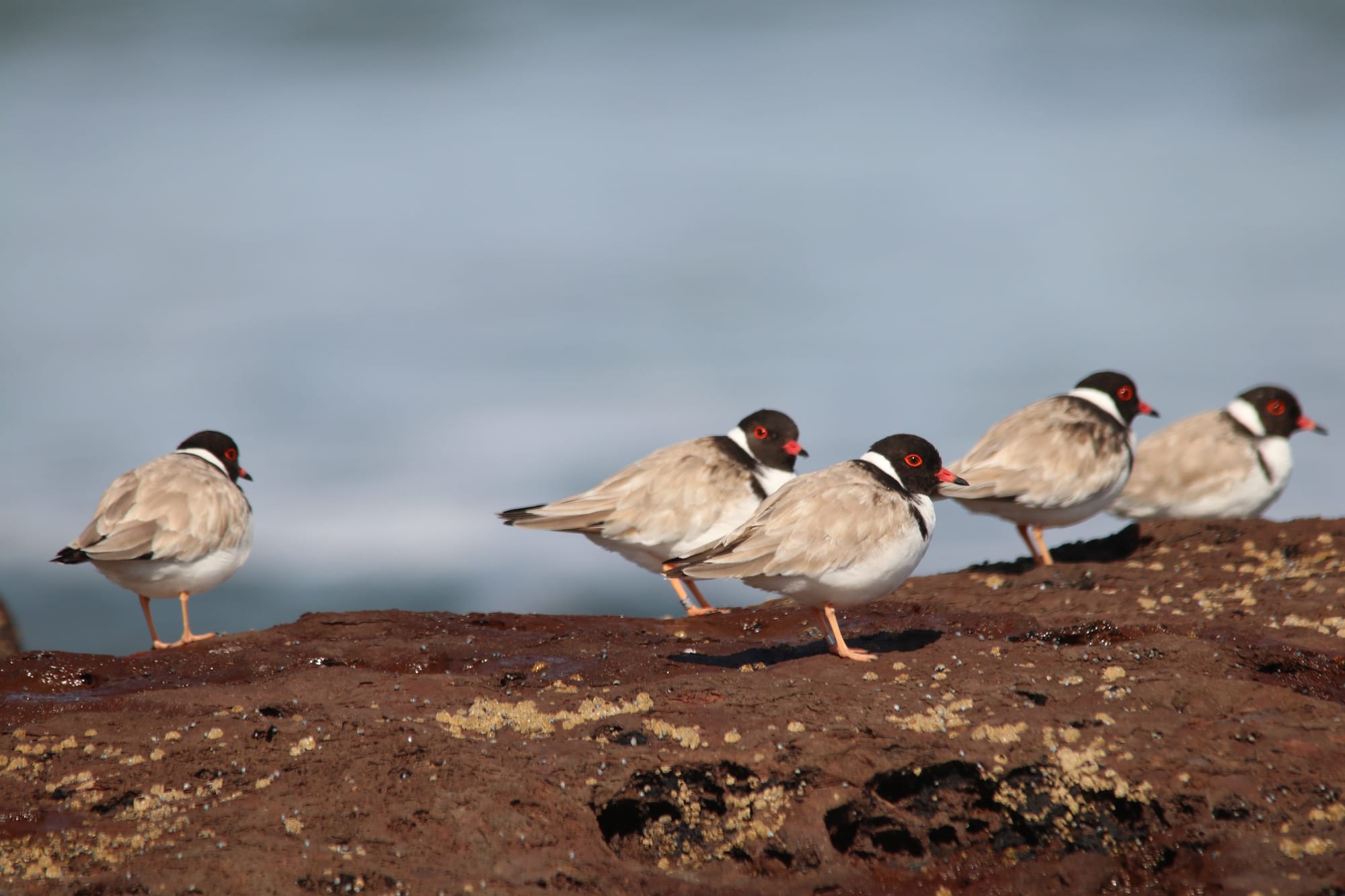 Hooded Plovers information session
