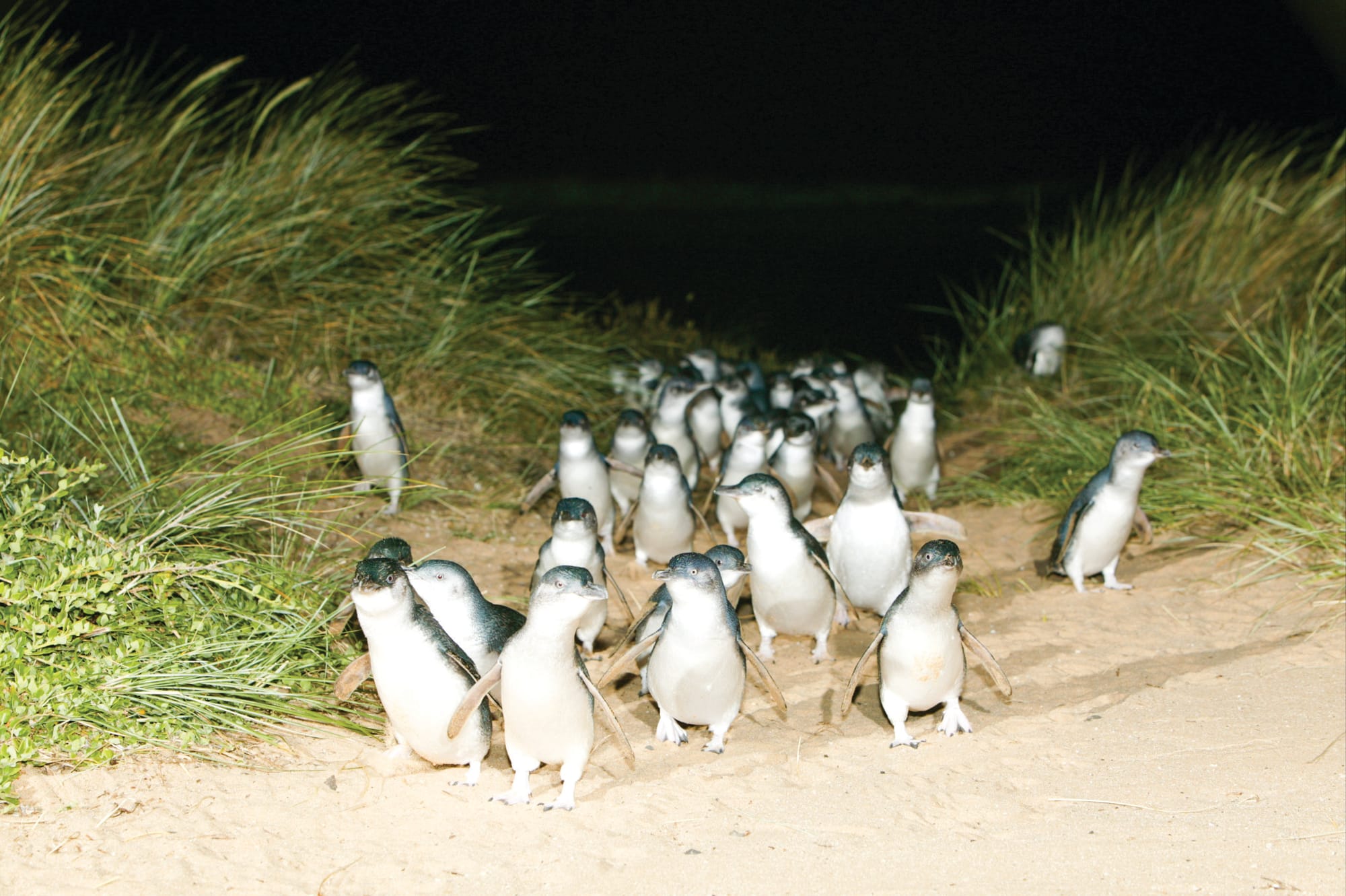 Penguin Parade live stream