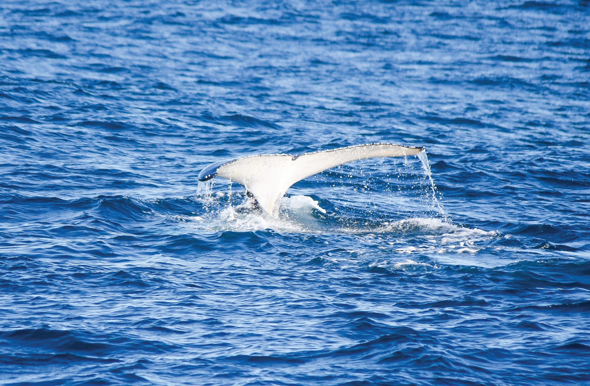 Island Whale Festival