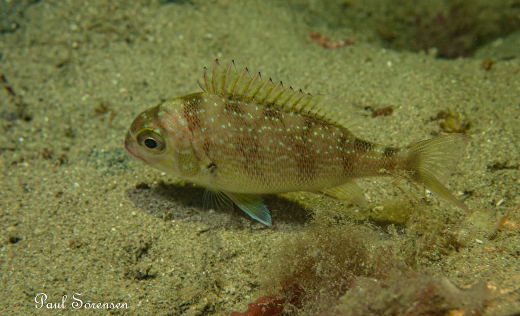 A Marine Mili series: A snapshot into the life of a snapper