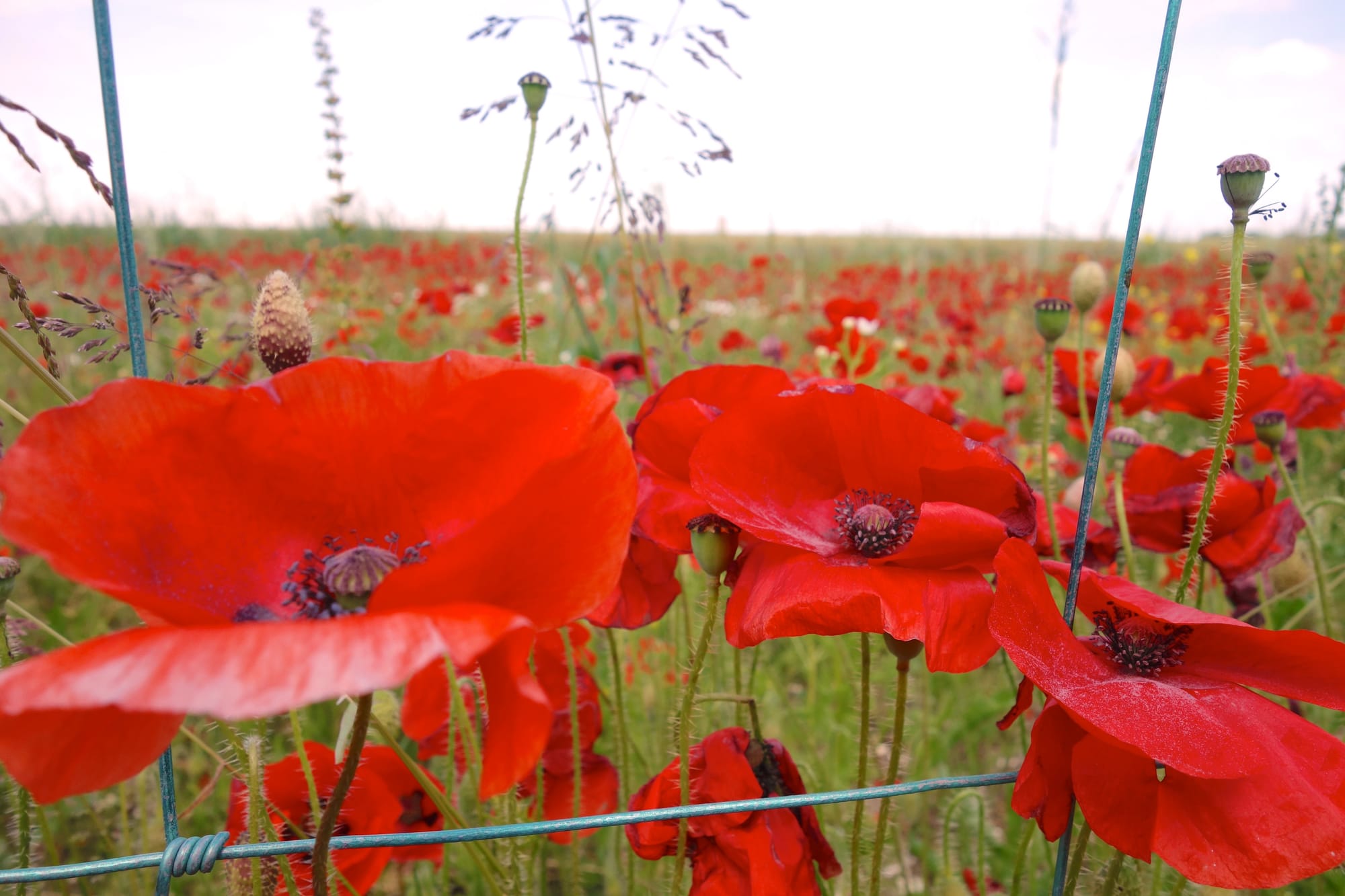 ANZAC DAY, Cowes - Dawn Service