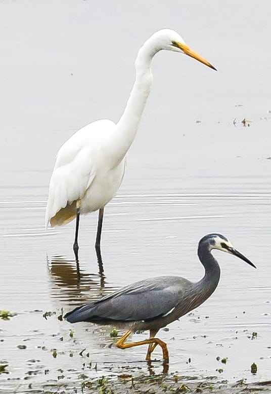 A Birding Outing for children on Phillip Island