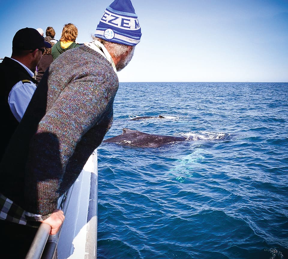 Get ready for the whales