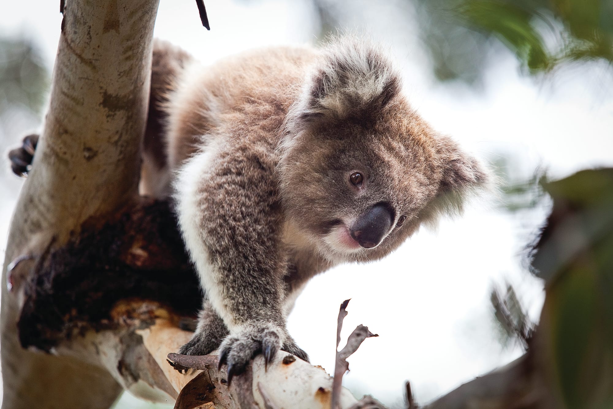 Australian Wildlife Society webinar
