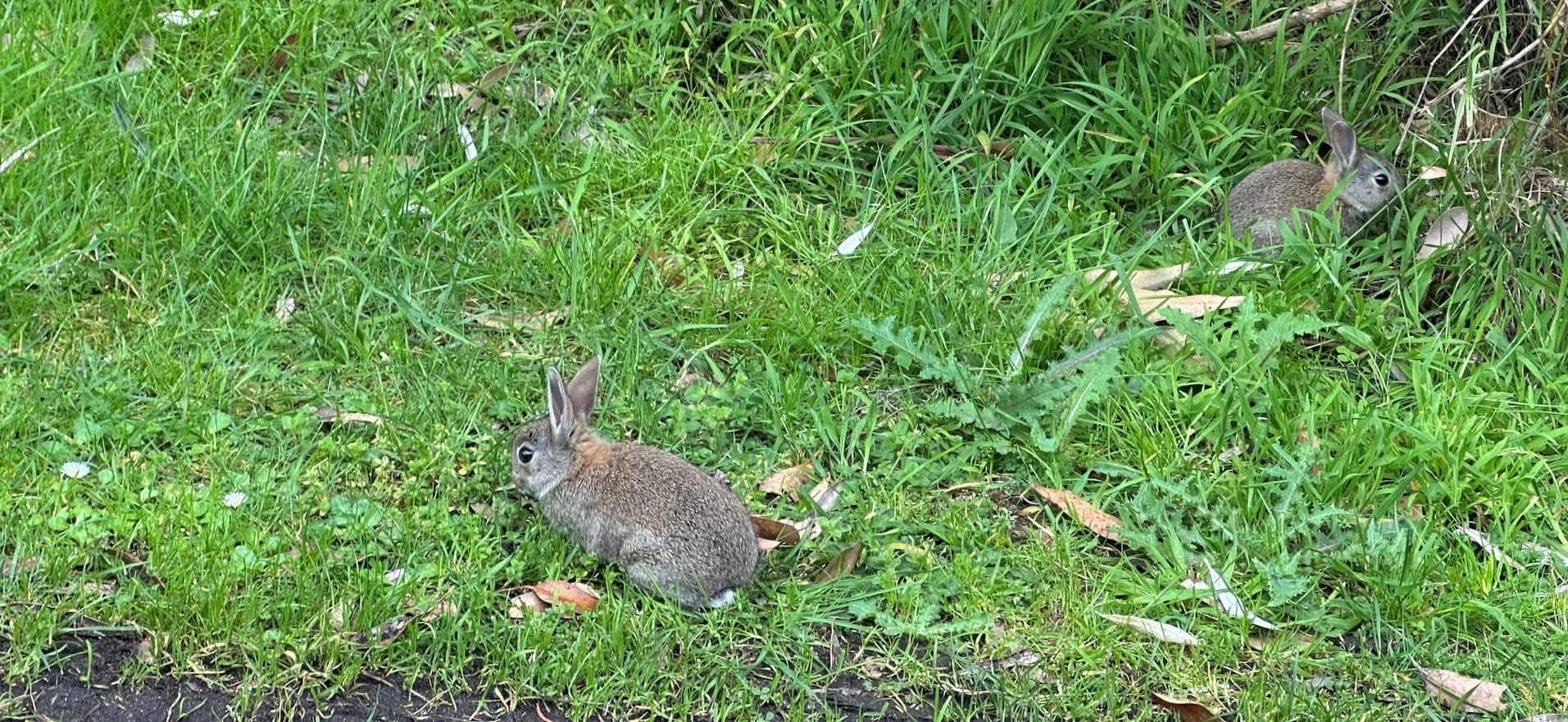 Island's rabbit influx due to viral immunity