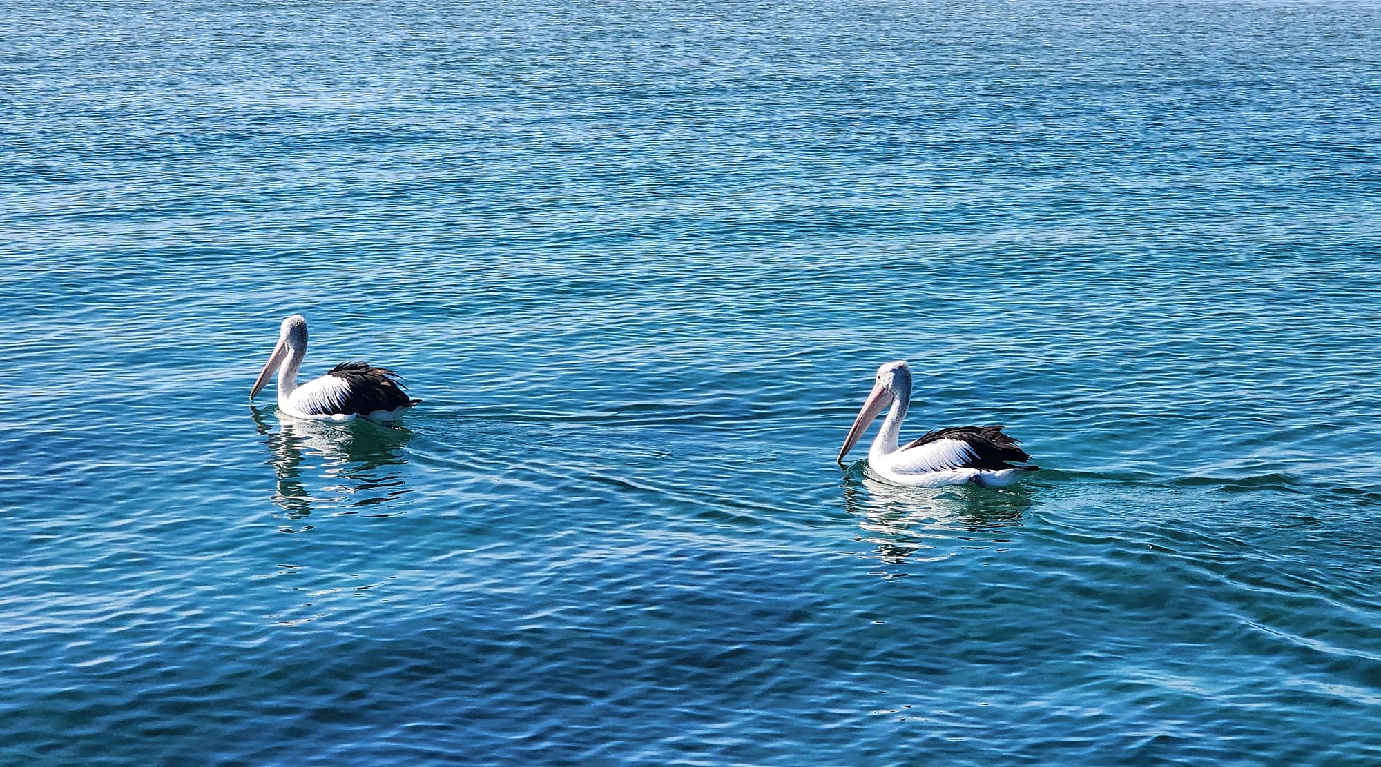 The bill of an Australian pelican can grow to around 47-50 centimetres in length. Photo: Jules Casey.