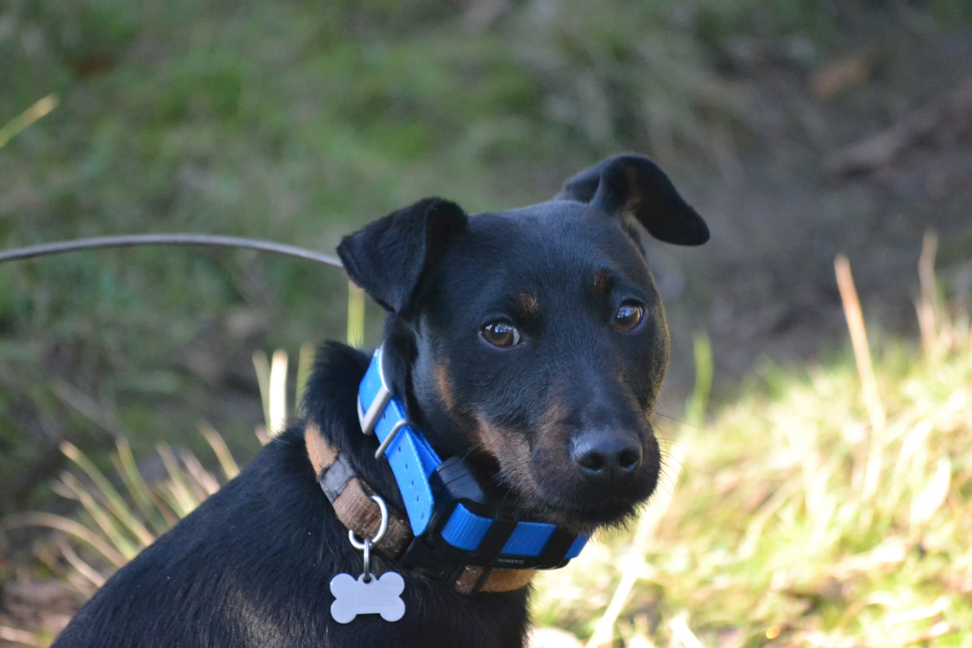 Island again fox free after May sightings