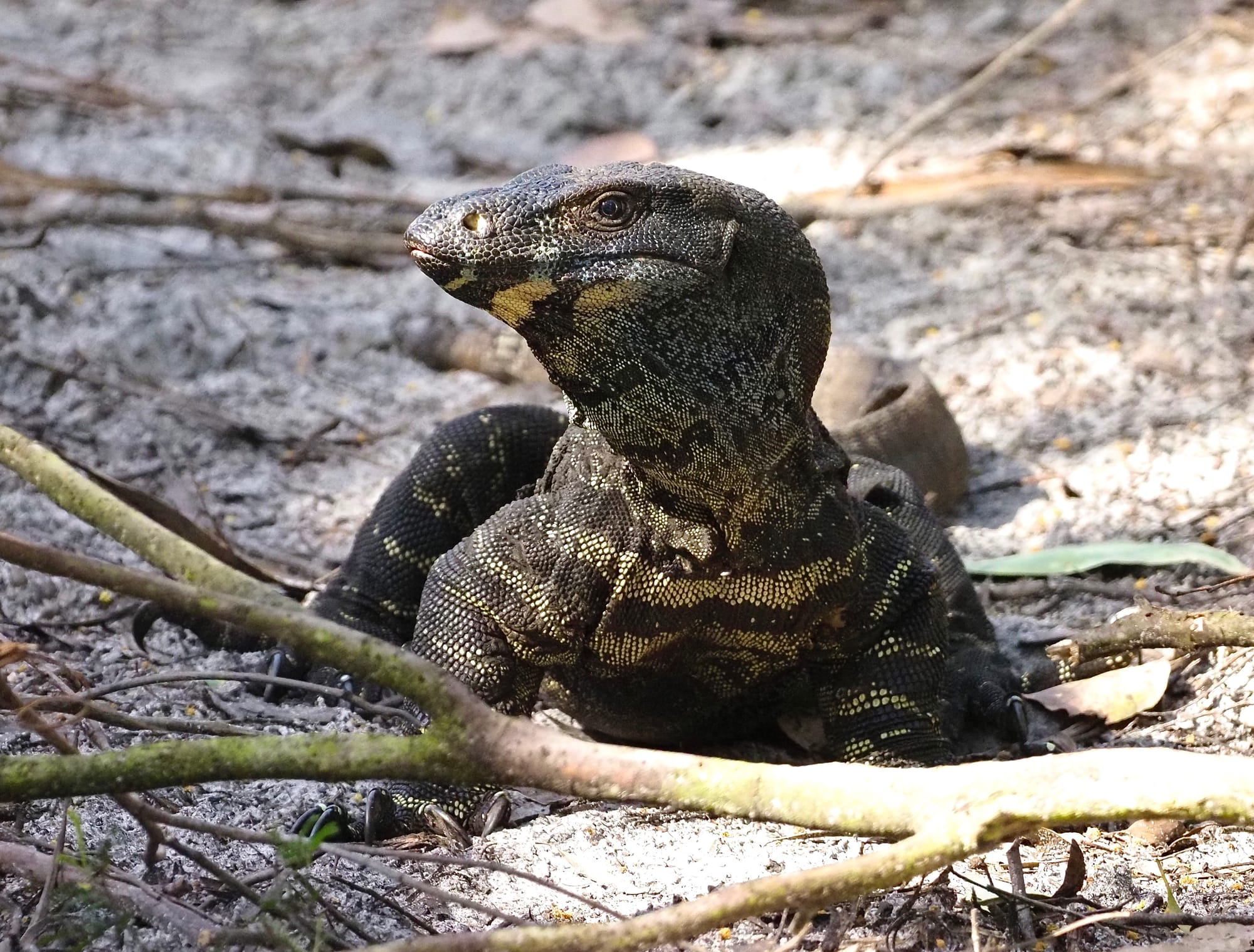 Vote for the Woodlands