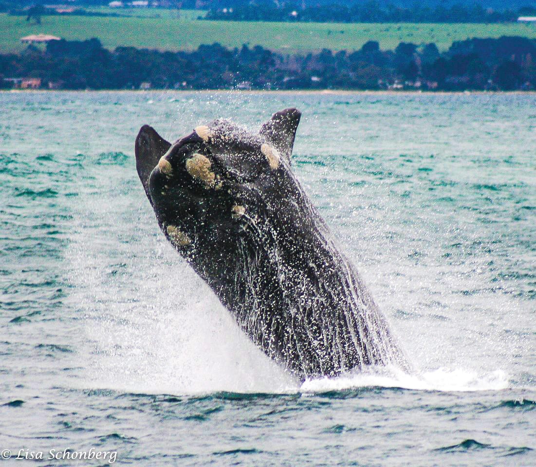Island Whale Month
